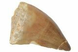 Fossil Mosasaur (Prognathodon) Tooth - Morocco #217007-1